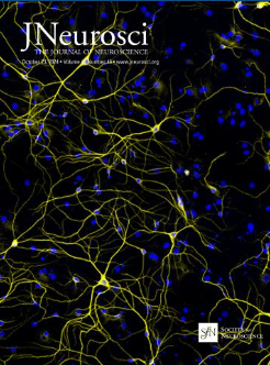 Role of the 5-HT(2A) Receptor in Self- and Other-Initiated Social Interaction in LSD-Induced States Image
